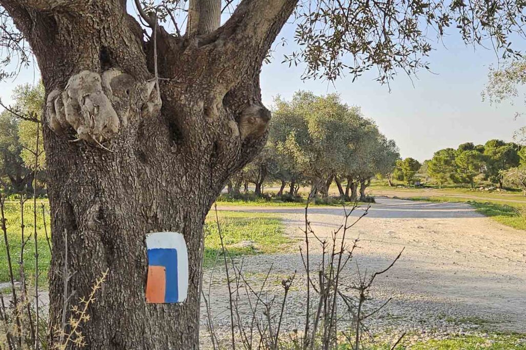 שביל ישראל בתל חדיד (צילום: גלית עובדיה-ליבסון) שביל ישראל בתל חדיד (צילום: גלית עובדיה-ליבסון)