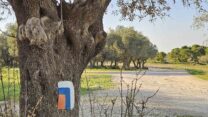 שביל ישראל בתל חדיד (צילום: גלית עובדיה-ליבסון)