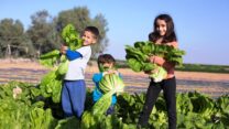 קוטפים חסה בשביל הסלט (צילום: פוניה)