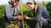 חברות מדלות עגבניות בגן הירק של קיבוץ אשדות יעקב, שנות ה-40 (צילום: פיקיוויקי, עיבוד צבע: דבר)