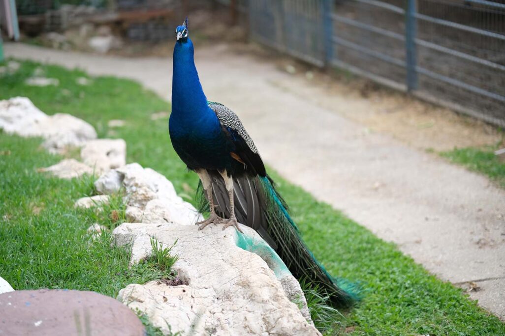 טווס בקיבוץ ברעם (צילום: דוד טברסקי)
