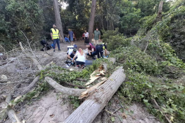 קריסת העץ בנחל השופט, שהביאה למותו של פרופ' גולני (צילום: תיעוד מבצעי מד"א)