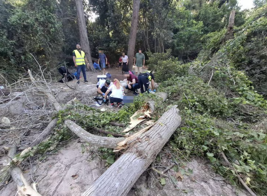 קריסת העץ בנחל השופט, שהביאה למותו של פרופ' גולני (צילום: תיעוד מבצעי מד"א)