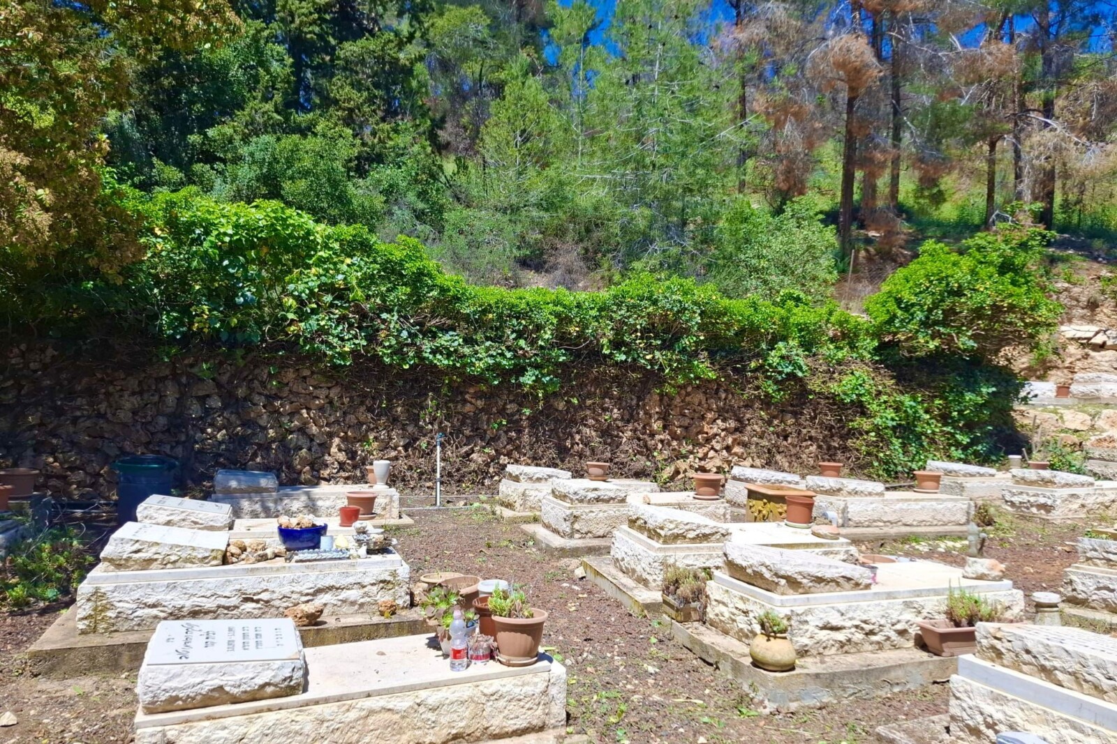 בית העלמין בקיבוץ מנרה לאחר מבצע הניקיון (צילום: מיקי אהרוני)
