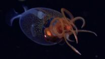 הדיונון העצום שהתגלה (צילום: Schmidt Ocean Institute’s)