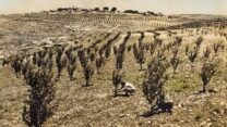 מטעי הנשירים ליד כפר עציון (צילום: ארכיון המוזיאון למורשת כפר עציון)