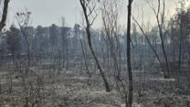 נזקי השריפות ביער אשתאול (צילום: כבאות והצלה)