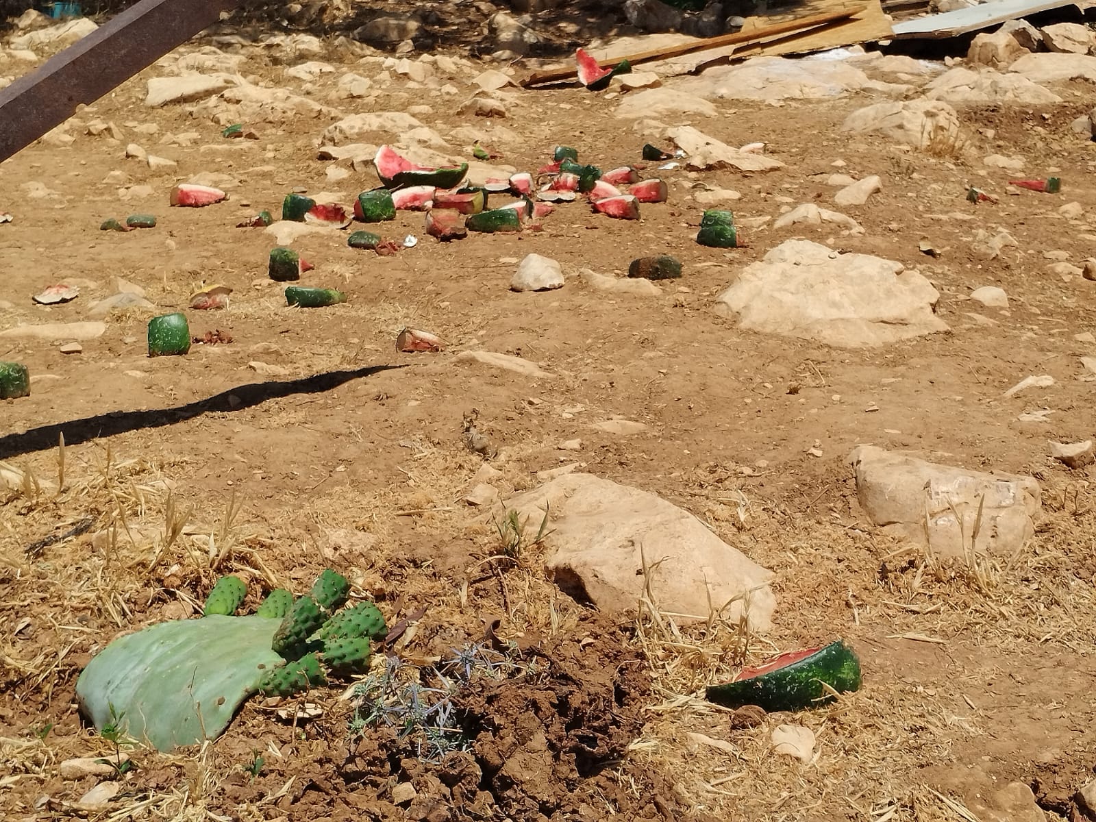 שיירי ארוחה (צילום: יניב שרון)
