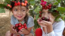 פעילות קטיף דובדבנים בעין זיוון שברמת הגולן (צילום: תיירות עין זיוון)