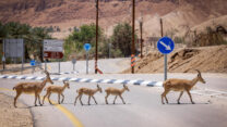 עדר יעלים חוצה כביש עין גדי (צילום: דוד כהן/פלאש90)