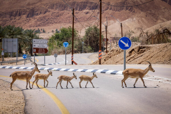 עדר יעלים חוצה כביש עין גדי (צילום: דוד כהן/פלאש90)