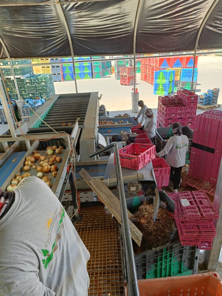 עובדים בבית האריזה במושב יציץ (צילום: דוד ברוך)