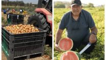 דוד ברוך (צילום: בועז רבינוביץ); קטיף בצל (צילום: דוד ברוך). "אנחנו צריכים יותר אנשים שחושבים על טובת הכלל"