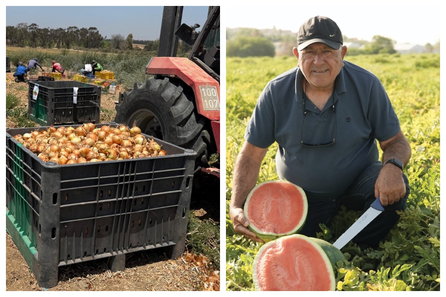 דוד ברוך (צילום: בועז רבינוביץ); קטיף בצל (צילום: דוד ברוך). "אנחנו צריכים יותר אנשים שחושבים על טובת הכלל"