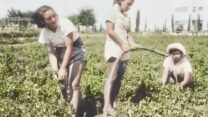 פועלות במשתלת משק הפועלות,חוות הלימוד, שכונת תלפיות, ירושלים (צילום: יד יצחק בן צבי (ישראל נגלית לעין), אוסף חוות הלימוד ו'משק הפועלות' של רחל ינאית בירושלים. 
רשומה זו היא חלק מפרויקט רשת ארכיוני ישראל (רא"י) וזמינה במסגרת שיתוף פעולה בין יד יצחק בן צבי, משרד ירושלים ומורשת והספרייה הלאומית של ישראל, עיבוד תמונה: דבר)