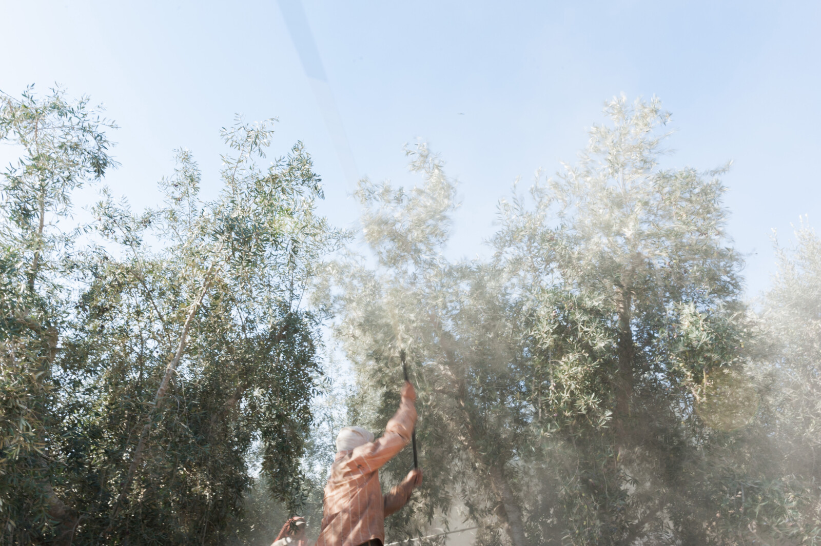 'מלקות' (צילום: סיגלית לנדאו)