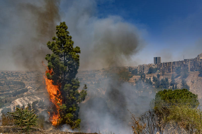 עץ מתלקח ועשן מיתמר בשריפת הענק בהרי ירושלים, מאי 2025 (צילום: חיים גולדברג/פלאש90)