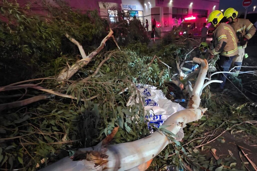 קריסת העץ באסף הרופא (צילום: דוברות זק"א) קריסת העץ באסף הרופא (צילום: דוברות זק"א)