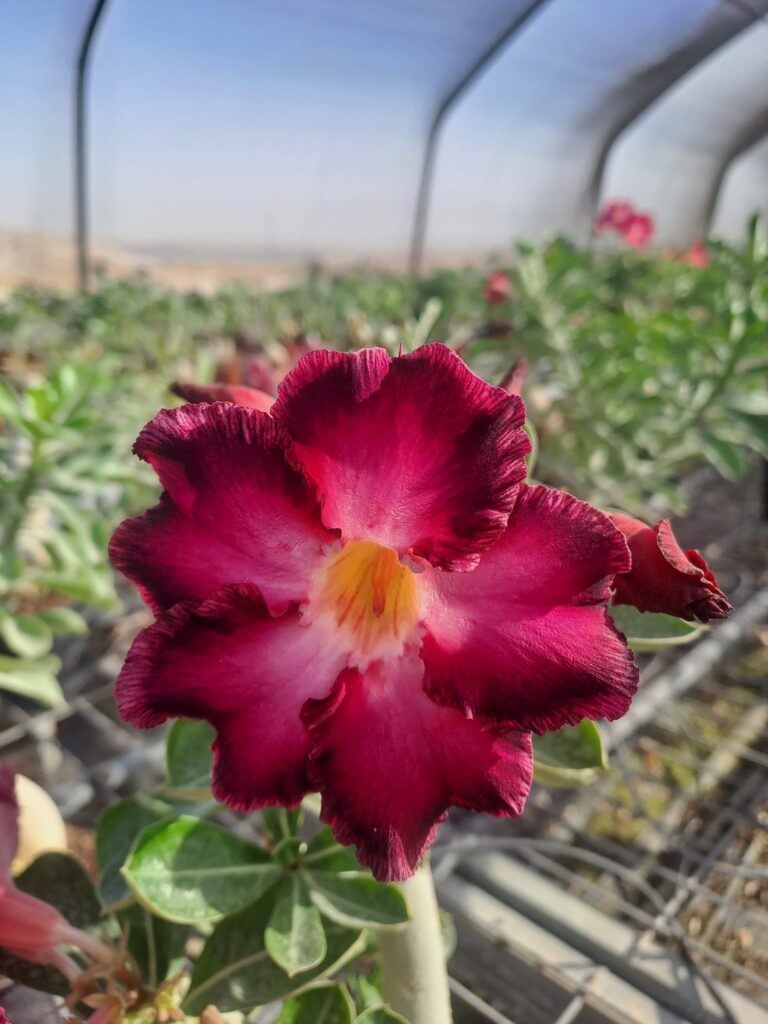 אדניום באדום עז (צילום: ערן אבידור)