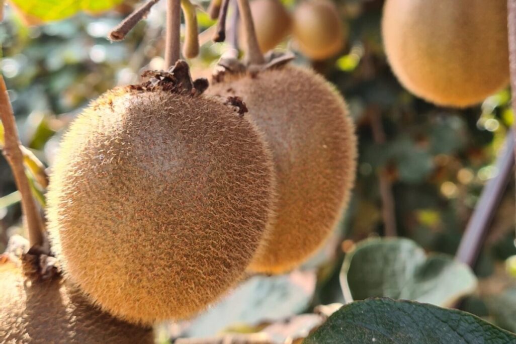 קיווי מזן היווארד (צילום: מועצת הצמחים)