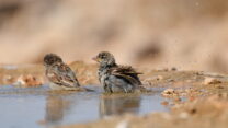 ציפורים שותות בבריכה ביישוב הקהילתי עזוז (צילום: מנדי הכטמן/ פלאש 90)