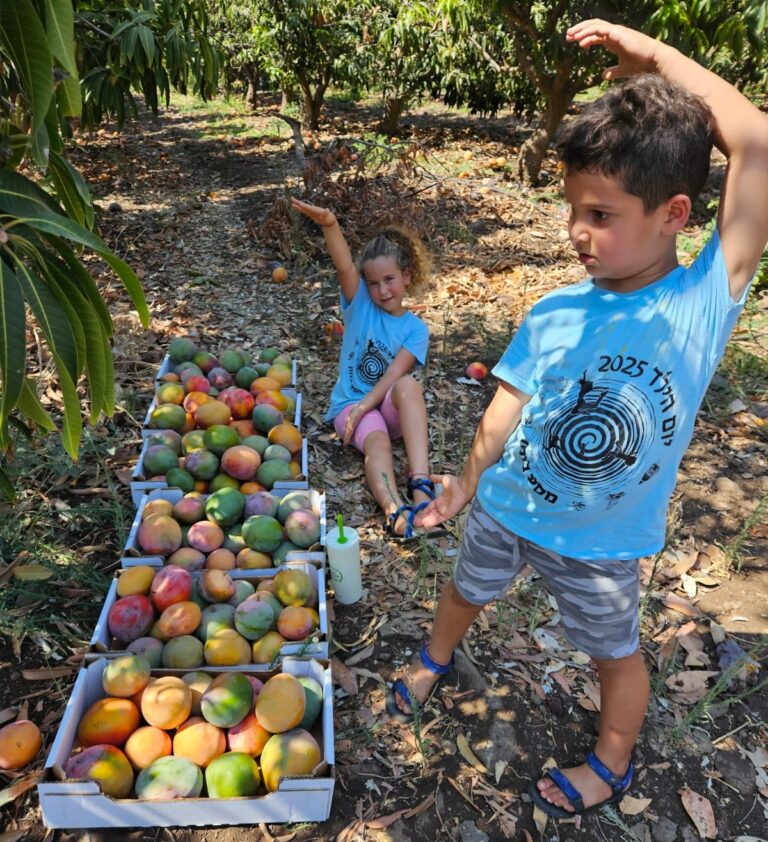 ילדים בקטיף. "הם כל כך נהנו שלא רצו להפסיק לקטוף, למרות החום" (צילום: לירי ליפינר בוקר)