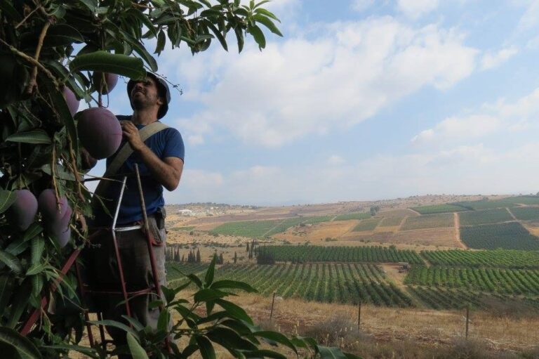 גל סלע במטע ברביד. "נאלצתי לוותר על קטיף של יותר מ-100 טון, בהמשך נעקור עוד חלקות" (צילום: אלבום פרטי)