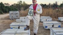 אהוד הלוי במכוורת (צילום: מאיה רונן)