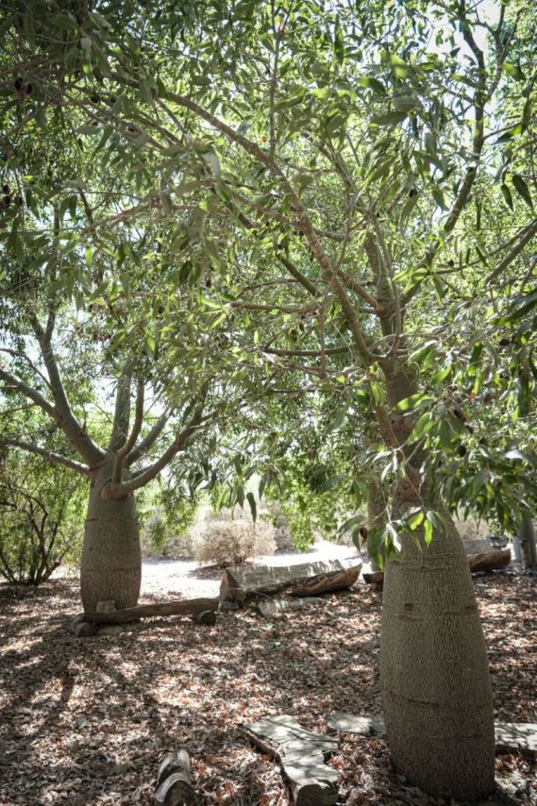 קיבוץ ניר עוז (צילום. דוד טברסקי)