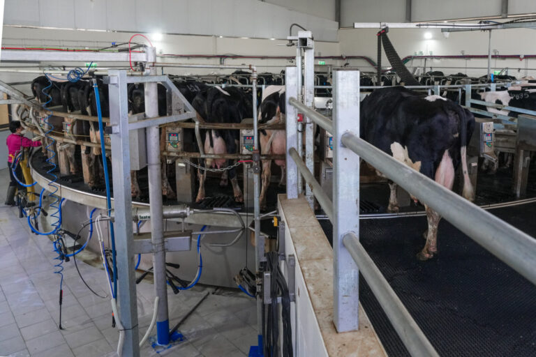 הפרות במתקן החליבה (צילום: כדיה לוי)
