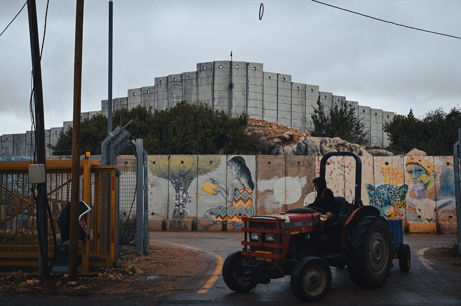 החומה מחוץ למושב שתולה (צילום: דוד טברסקי) החומה מחוץ למושב שתולה (צילום: דוד טברסקי)