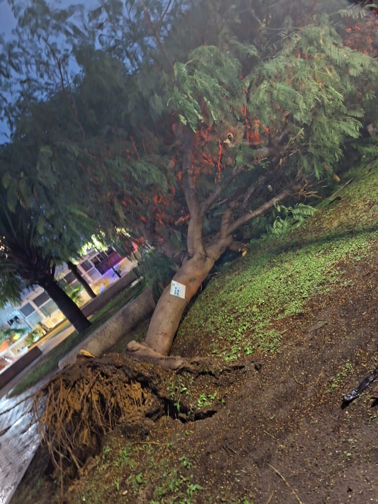 עץ שקרס ביבנה (צילום: לפי סעיף 27א לחוק זכויות יוצרים)
