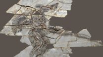דינוזאור אנכיאורניס (צילום: The Tianyu Natural History Museum of Shandong (STM))