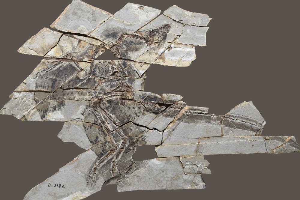דינוזאור אנכיאורניס (צילום: The Tianyu Natural History Museum of Shandong (STM)) דינוזאור אנכיאורניס (צילום: The Tianyu Natural History Museum of Shandong (STM))