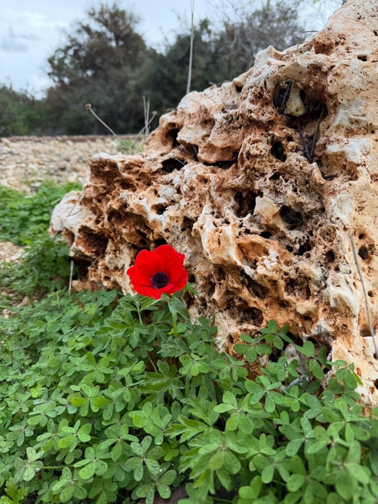 כלנית בכרמל (צילום: עומרי סלנר, החברה להגנת הטבע)