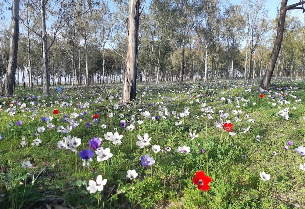 כלניות צבעוניות מיער מגידו (צילום: צליל לבין) כלניות צבעוניות מיער מגידו (צילום: צליל לבין)
