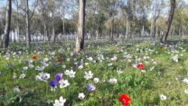 כלניות צבעוניות מיער מגידו (צילום: צליל לבין)