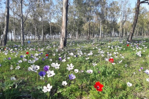 כלניות צבעוניות מיער מגידו (צילום: צליל לבין)