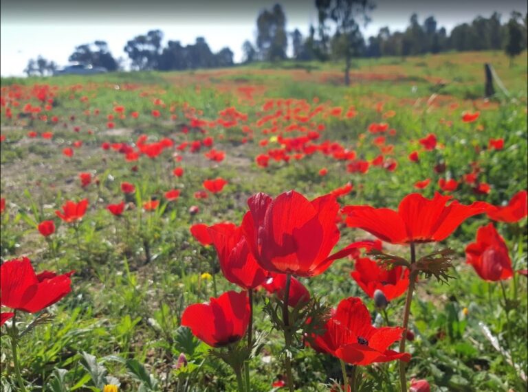 כלניות אדומות מיער שוקדה (צילום: צליל לבי)ן