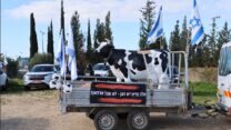 פסל של פרה בשיירת המחאה נגד רפורמת החלב (צילום: יריב דגן)