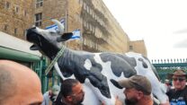 המוחים מכריזים על "כיכר הפרה" בכנסת (צילום: מאיה רונן)