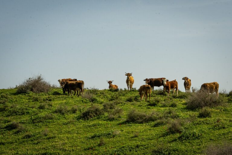 פרות רועות בתל צקלג (צילום: אוריאל לוי)