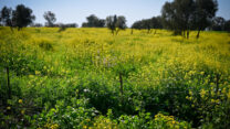 פריחת החרדל ליד מעיין עין איה ברמת הגולן (צילום: מיכאל גלעדי/פלאש90)