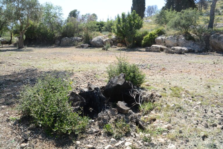 עץ זית שנשרף. "צמחו מתחת לגזע ענפים חדשים, אבל את הגזע המרשים איבדנו, עץ של מאות שנים" (צילום: יובל לקח)