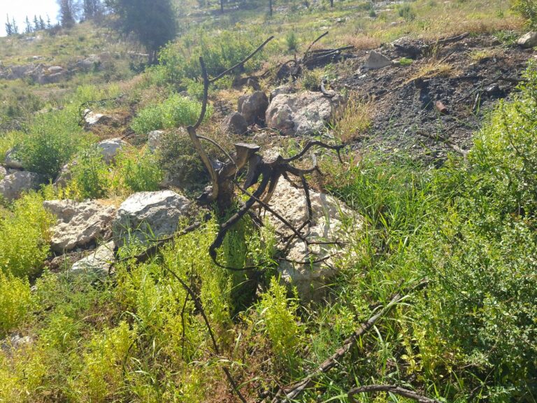 ובאחרות היא ניכרת היטב (צילום: יובל לקח)