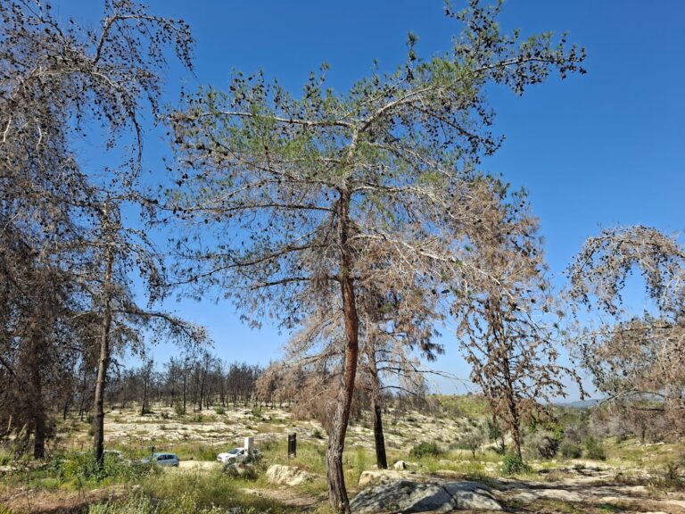 לעיתים השיקום הוא רק למראית עין (צילום: יובל לקח)