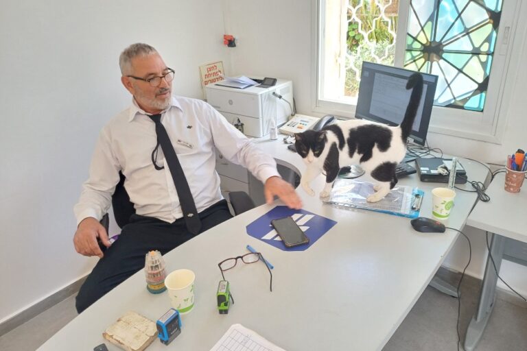 Desi the cat in Eliyahu Sabag's office (Photo: Amitai Peretz)