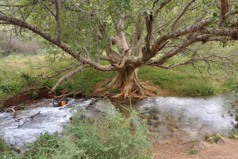 עץ ענק שהנחל מאט על שורשיו, ואז נשפך במפלון קטן קדימה (צילום: אמיתי פרץ)