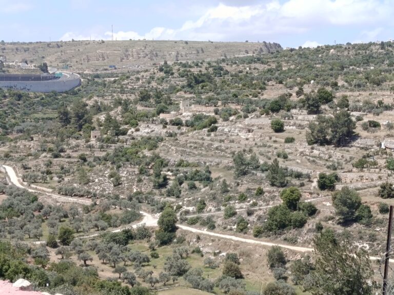 המטעים והטרסות של בית ג'אלא (צילום: יניב שרון)