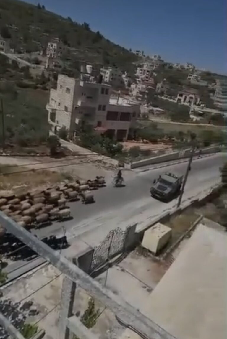 הוצאת העדר מהכפר ע"י המתנחלים (צילום: פעילי בקעת הירדן)